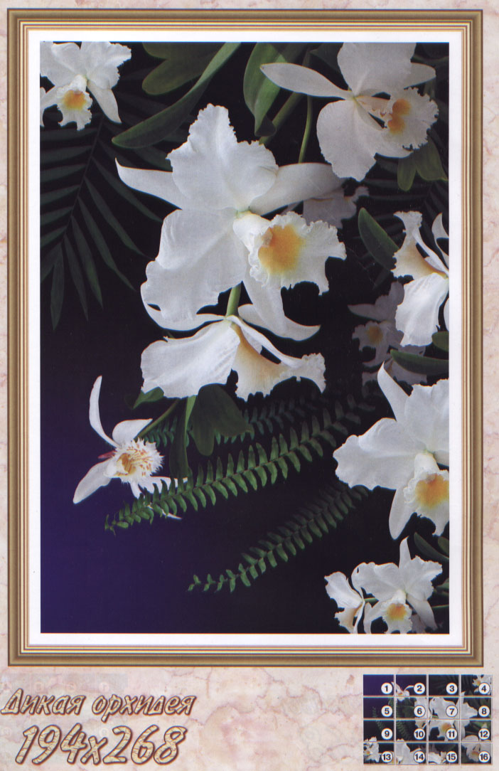 Дикая Орхидея 16листов
